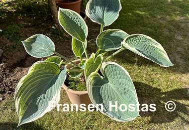 Hosta And You and I